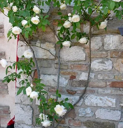 Romantico